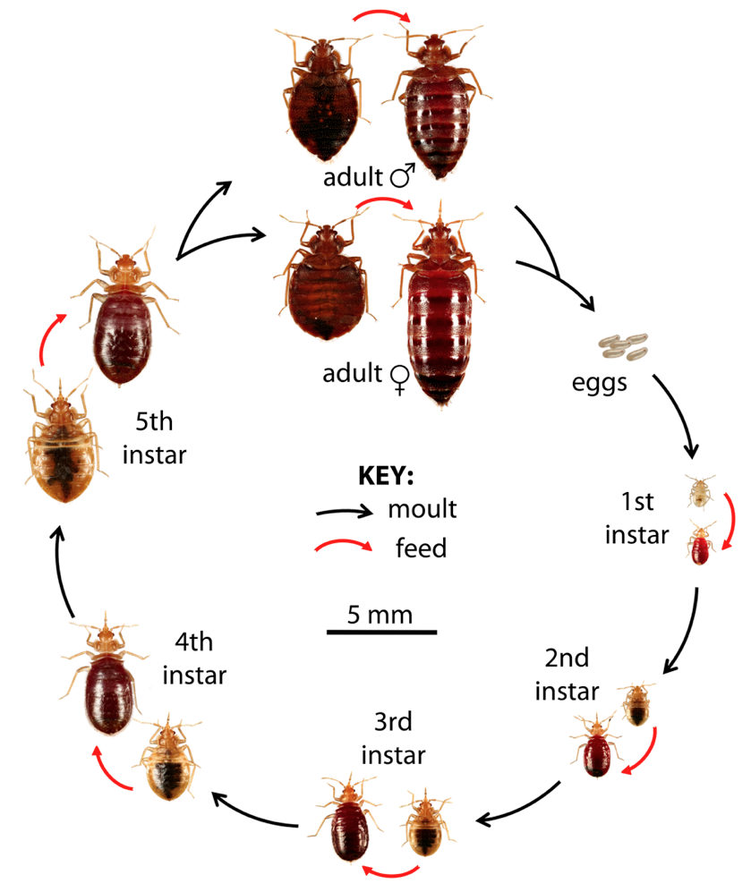 Bed Bug Solutions