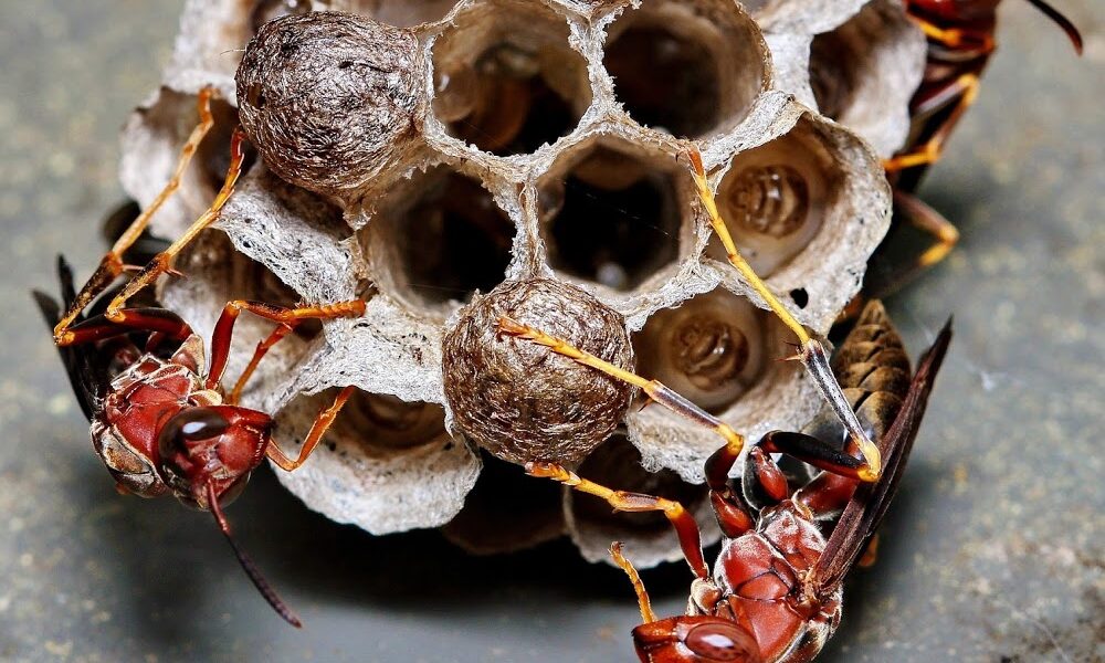 Flying Pig Pest Control