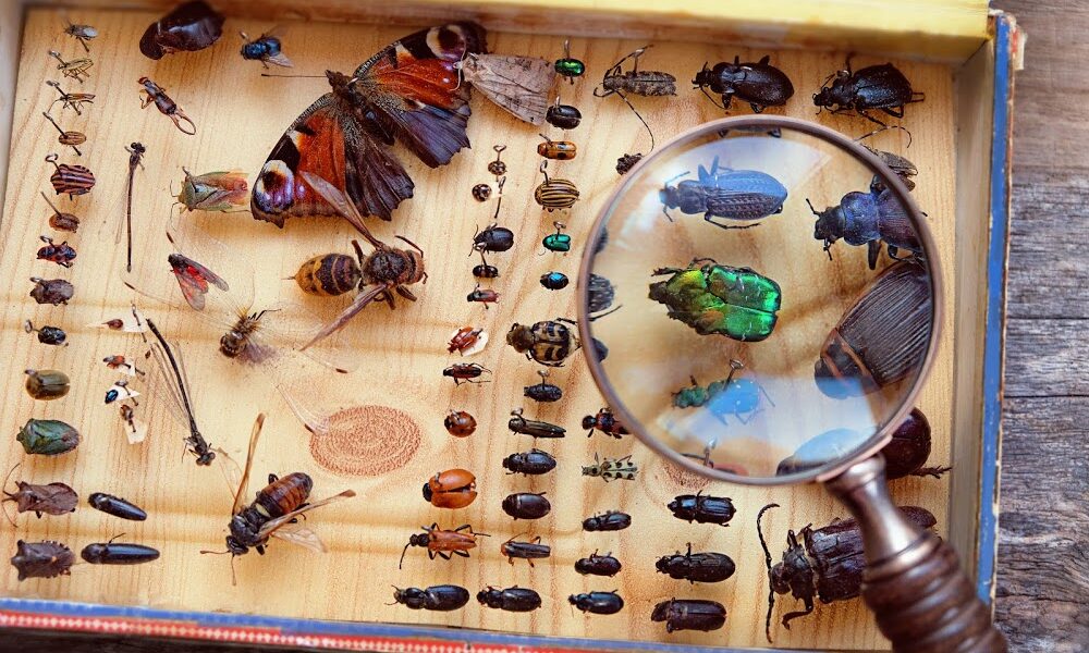 Solutions Plus Pest Control