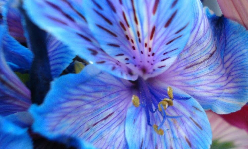 The Grounds Guys of Mason