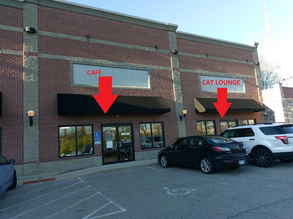 Kitty Brew Cat Café